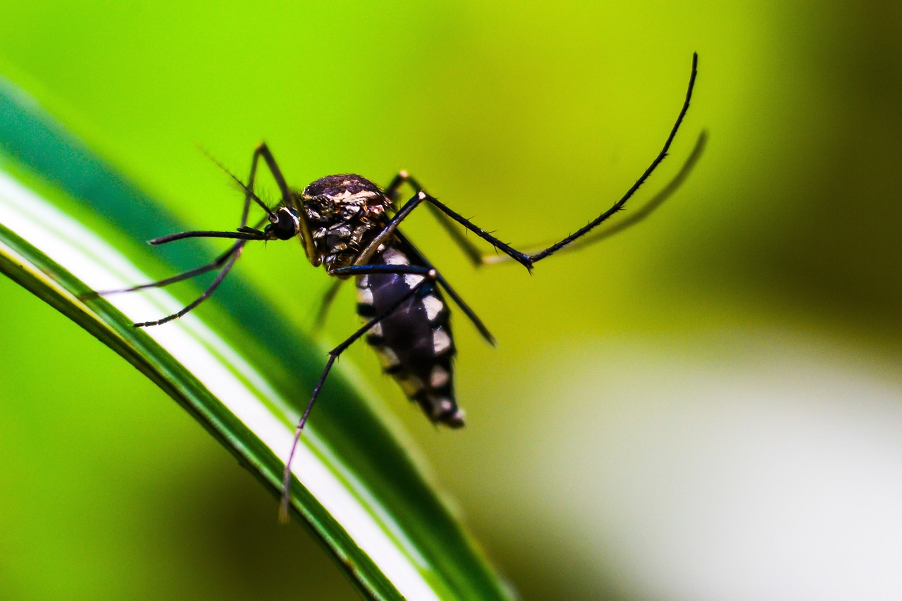 Dengue: Cómo Hacer un Repelente Casero