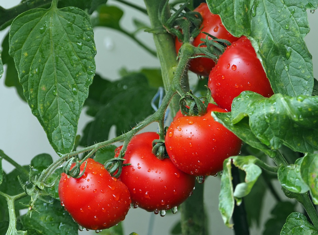 Cómo Hacer Insecticida Casero con Hojas de Tomate