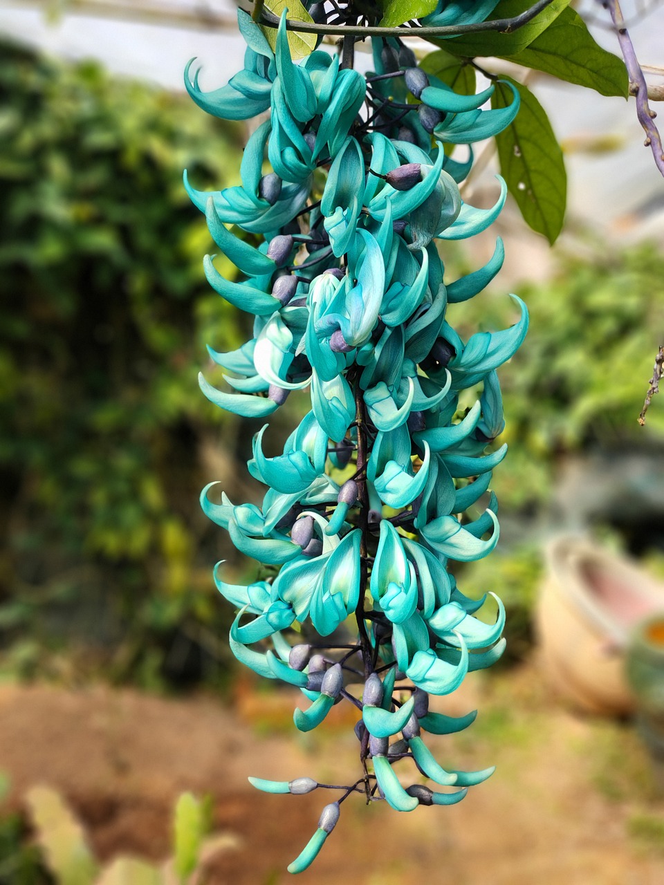 Strongylodon Macrobotrys: La Parra de Jade