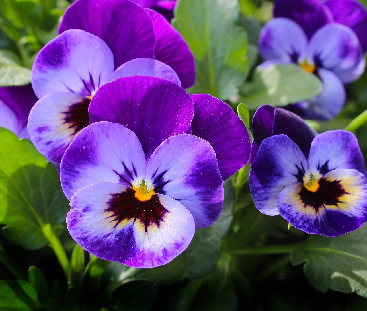 5 Flores de Otoño para Sembrar en Casa