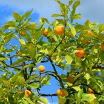 frutales