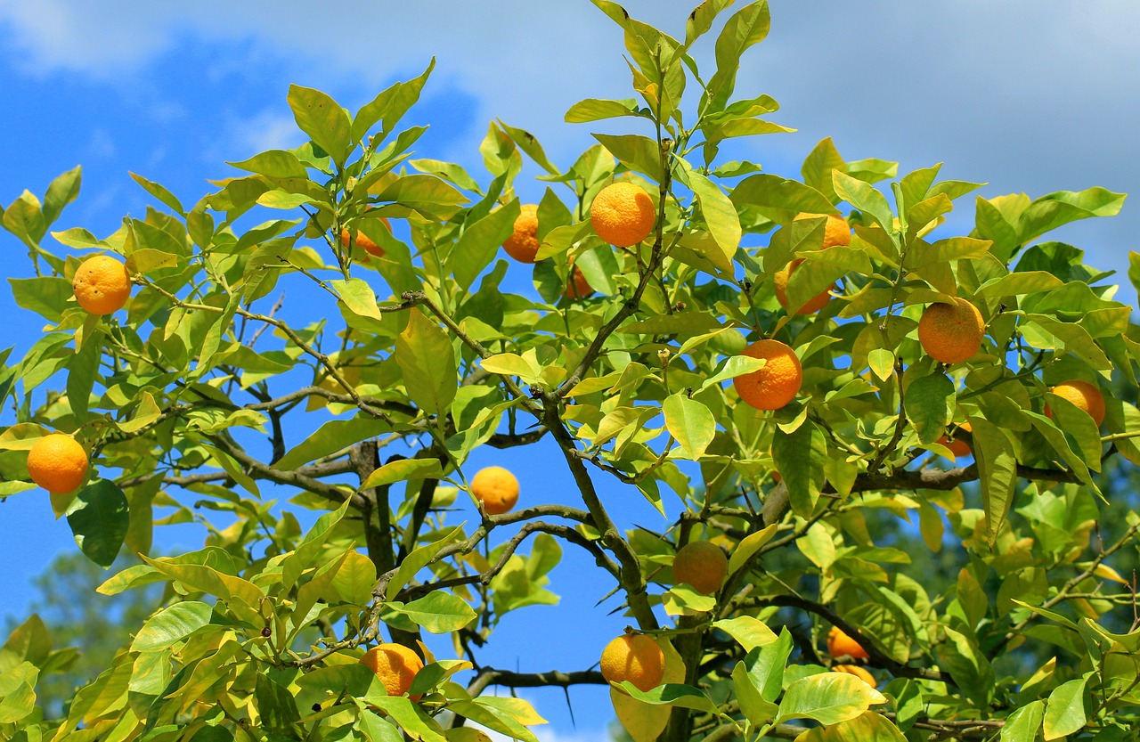 Gomosis en Frutales