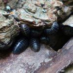 bichos bolita
