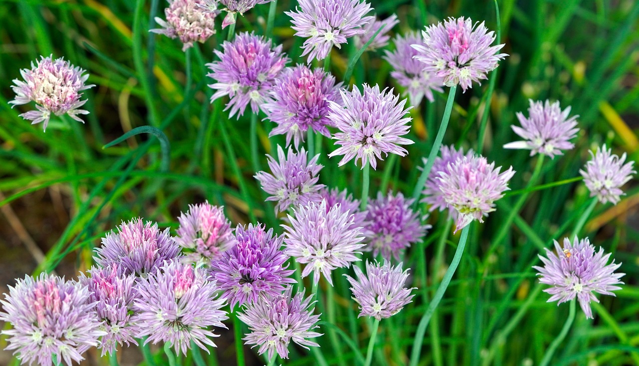 Huerto de Aromáticas en Casa