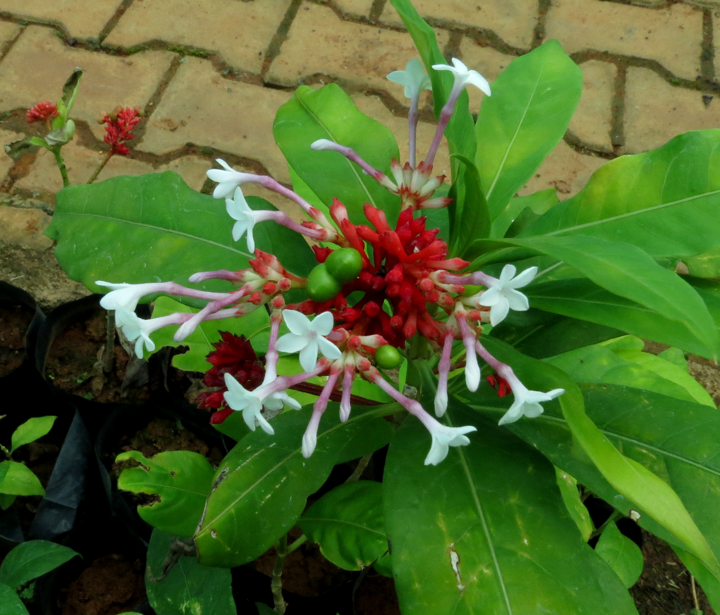 Plantas Medicinales: Rauwolfia Serpentina
