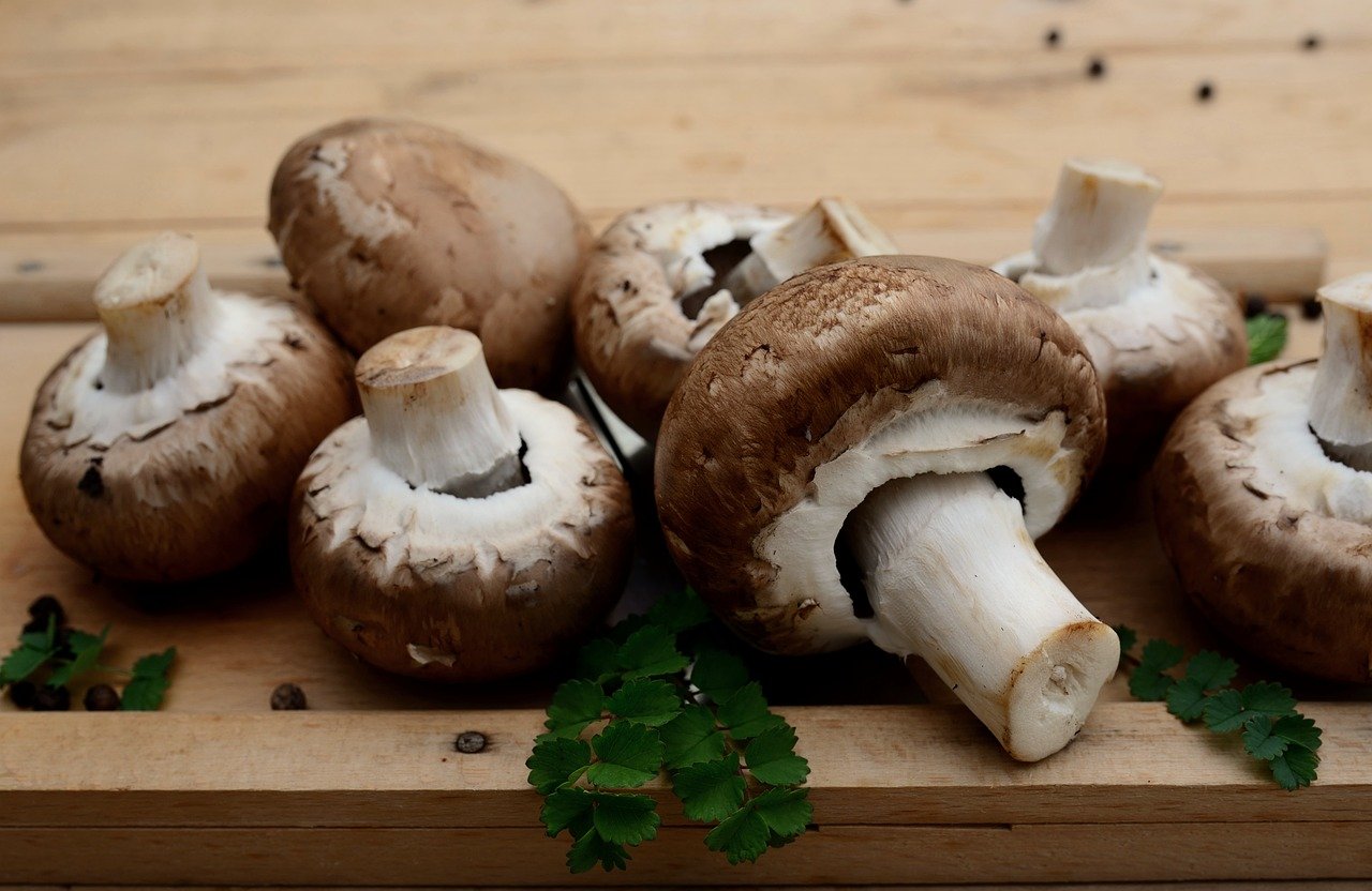 Cultivo de Hongos Comestibles
