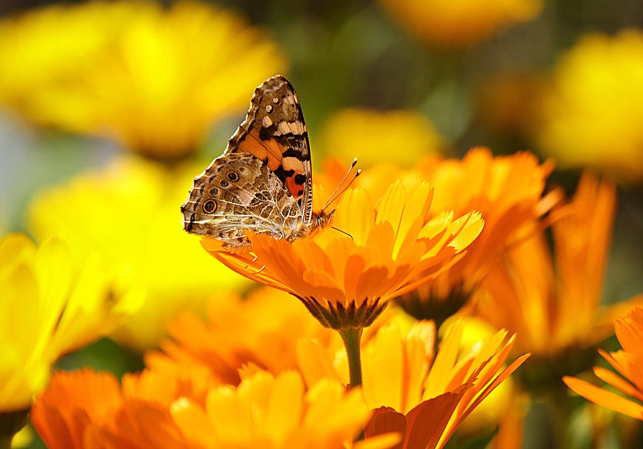 3 Plantas con flores que sembrar en Agosto
