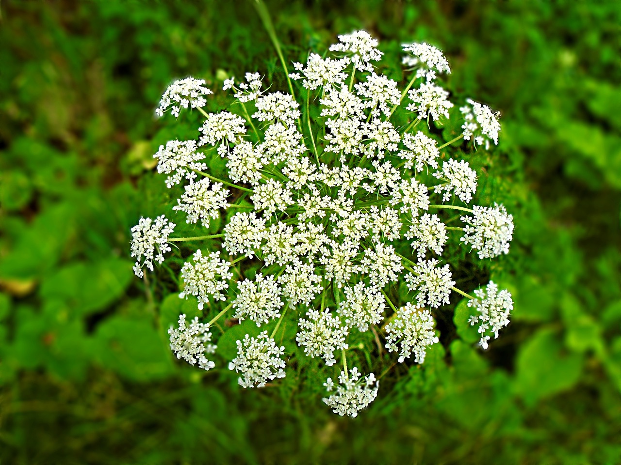 6 Plantas Tóxicas Comunes de la Argentina