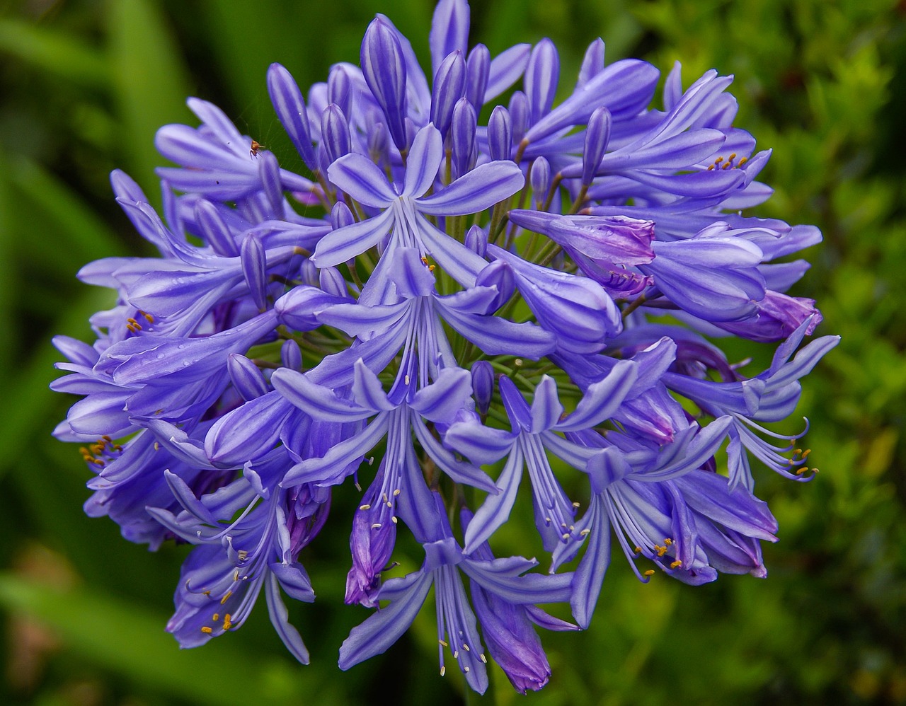 Agapanthus Africanus , Lirio Africano o Flor del Amor